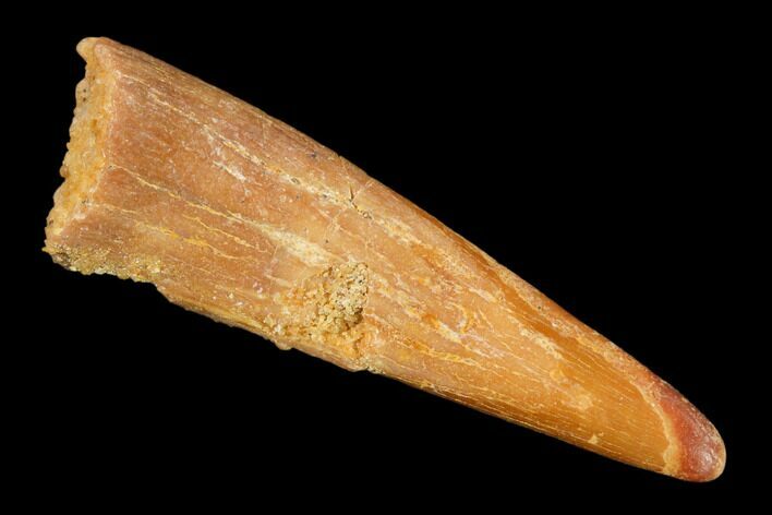 Fossil Pterosaur (Siroccopteryx) Tooth - Morocco #140700